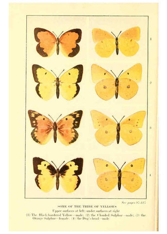 Reproducción/Reproduction 6220006971: ...Butterflies worth knowing Garden City, New York,Doubleday, Page & company[c1917] 