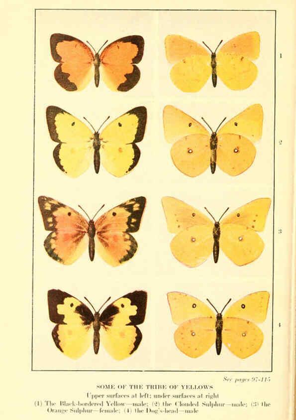 Reproducción/Reproduction 6220006971: ...Butterflies worth knowing Garden City, New York,Doubleday, Page & company[c1917] 