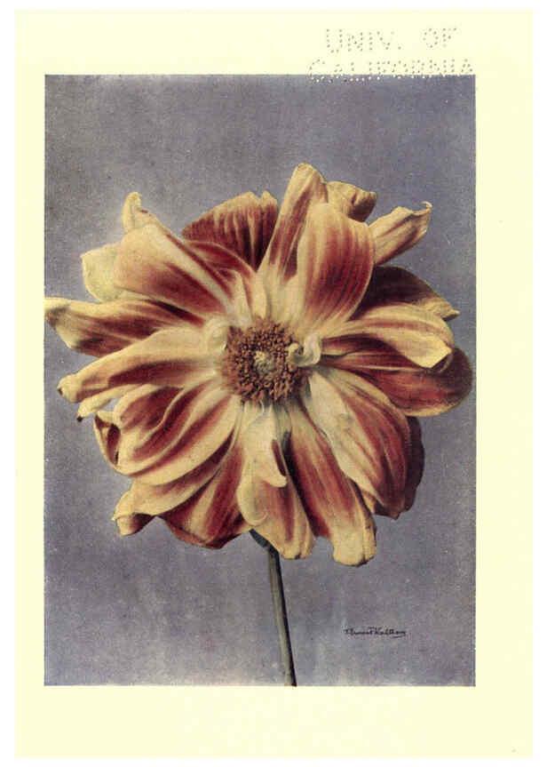 Reproducción/Reproduction 6220567222: Dahlias New York,Frederick A. Stokes[1912?] 