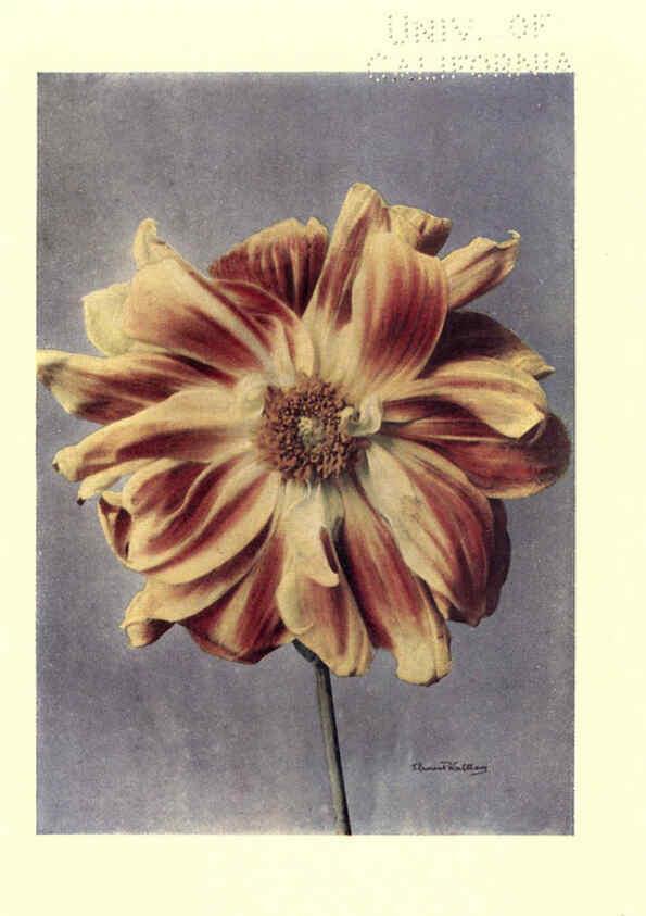 Reproducción/Reproduction 6220567222: Dahlias New York,Frederick A. Stokes[1912?] 