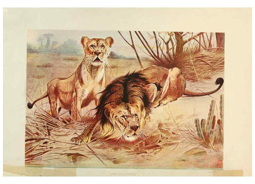 Reproducción/Reproduction 6220667358: Brehm's Life of animals : Volume 1, Mammalia Chicago :Marquis,1895