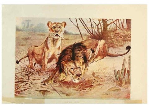 Reproducción/Reproduction 6220667358: Brehm's Life of animals : Volume 1, Mammalia Chicago :Marquis,1895