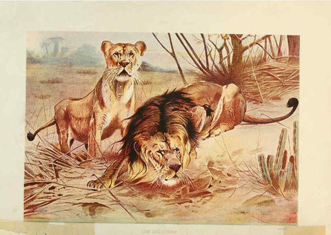 Reproducción/Reproduction 6220667358: Brehm's Life of animals : Volume 1, Mammalia Chicago :Marquis,1895