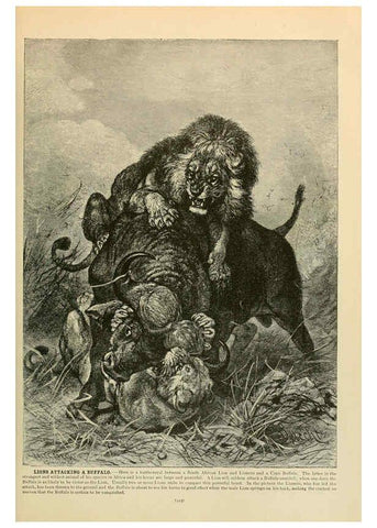 Reproducción/Reproduction 6220153895: Brehm's Life of animals : Volume 1, Mammalia Chicago :Marquis,1895