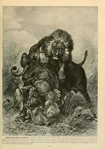 Reproducción/Reproduction 6220153895: Brehm's Life of animals : Volume 1, Mammalia Chicago :Marquis,1895