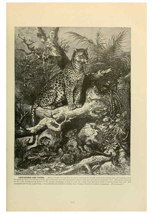 Reproducción/Reproduction 6220675698: Brehm's Life of animals : Volume 1, Mammalia Chicago :Marquis,1895