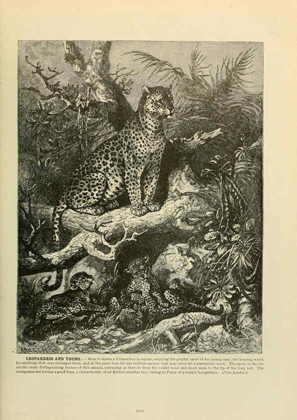 Reproducción/Reproduction 6220675698: Brehm's Life of animals : Volume 1, Mammalia Chicago :Marquis,1895