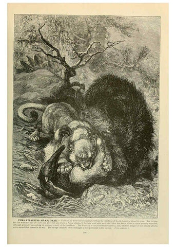 Reproducción/Reproduction 6220155377: Brehm's Life of animals : Volume 1, Mammalia Chicago :Marquis,1895