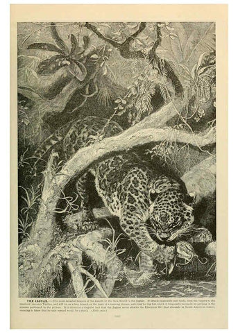 Reproducción/Reproduction 6220676586: Brehm's Life of animals : Volume 1, Mammalia Chicago :Marquis,1895