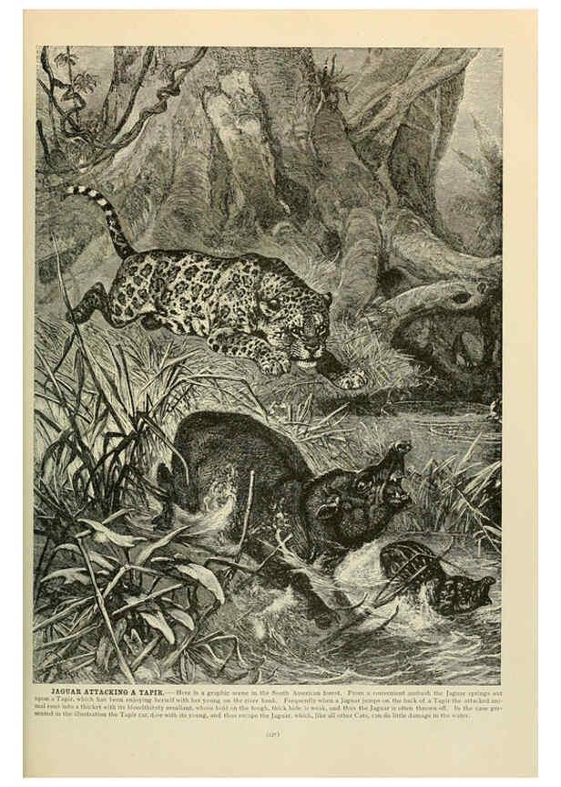 Reproducción/Reproduction 6220676962: Brehm's Life of animals : Volume 1, Mammalia Chicago :Marquis,1895