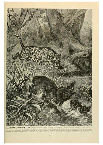 Reproducción/Reproduction 6220676962: Brehm's Life of animals : Volume 1, Mammalia Chicago :Marquis,1895