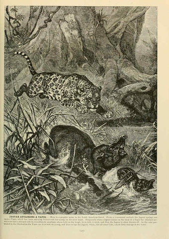 Reproducción/Reproduction 6220676962: Brehm's Life of animals : Volume 1, Mammalia Chicago :Marquis,1895