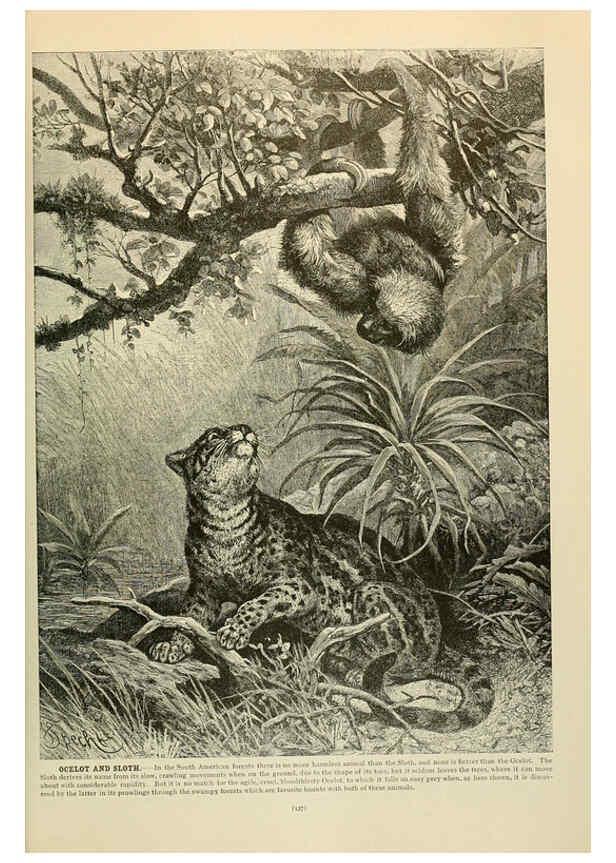 Reproducción/Reproduction 6220677340: Brehm's Life of animals : Volume 1, Mammalia Chicago :Marquis,1895
