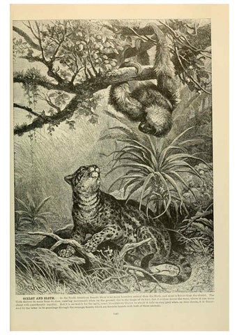 Reproducción/Reproduction 6220677340: Brehm's Life of animals : Volume 1, Mammalia Chicago :Marquis,1895