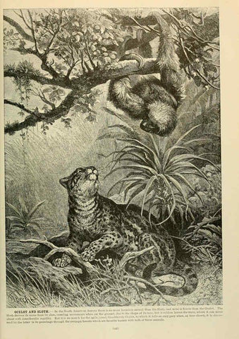 Reproducción/Reproduction 6220677340: Brehm's Life of animals : Volume 1, Mammalia Chicago :Marquis,1895