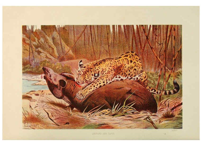 Reproducción/Reproduction 6220157053: Brehm's Life of animals : Volume 1, Mammalia Chicago :Marquis,1895