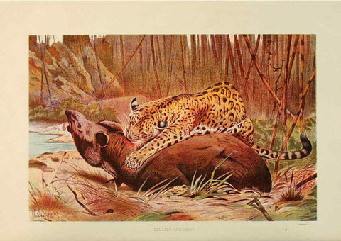 Reproducción/Reproduction 6220157053: Brehm's Life of animals : Volume 1, Mammalia Chicago :Marquis,1895