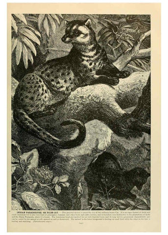 Reproducción/Reproduction 6220157721: Brehm's Life of animals : Volume 1, Mammalia Chicago :Marquis,1895