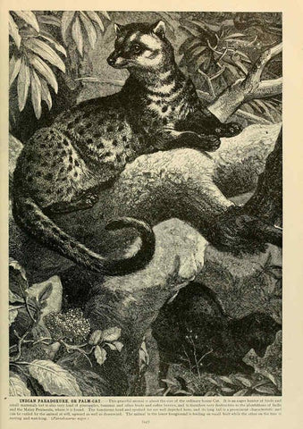 Reproducción/Reproduction 6220157721: Brehm's Life of animals : Volume 1, Mammalia Chicago :Marquis,1895