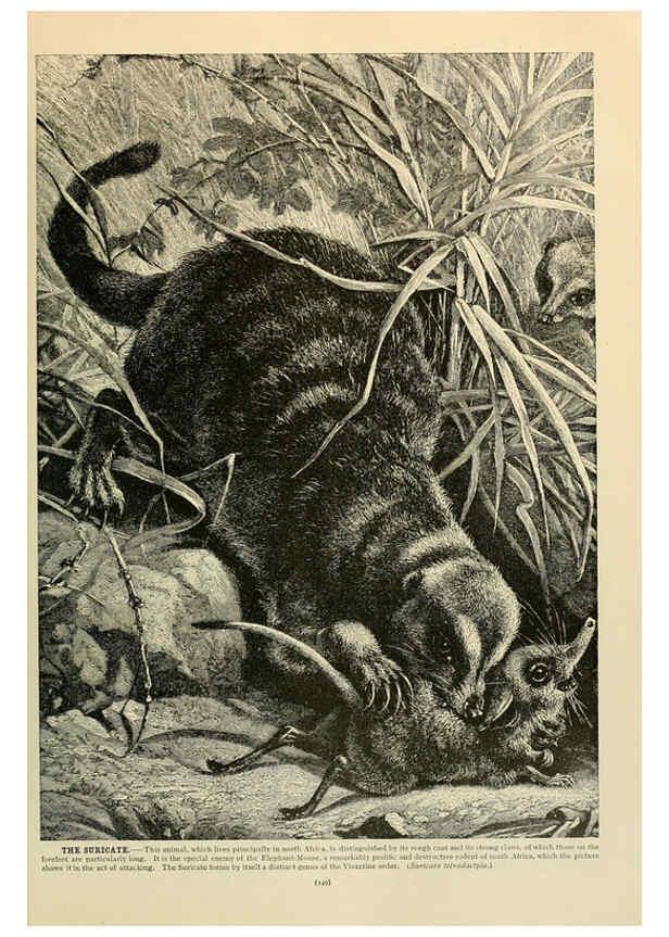 Reproducción/Reproduction 6220679042: Brehm's Life of animals : Volume 1, Mammalia Chicago :Marquis,1895