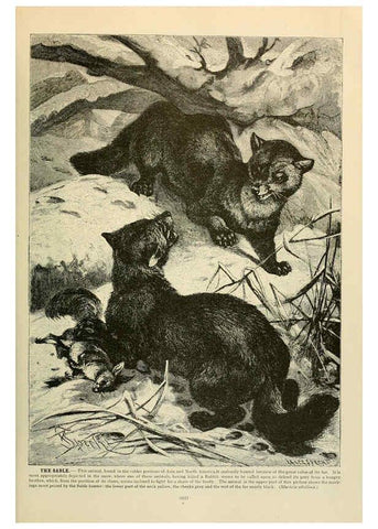 Reproducción/Reproduction 6220158327: Brehm's Life of animals : Volume 1, Mammalia Chicago :Marquis,1895