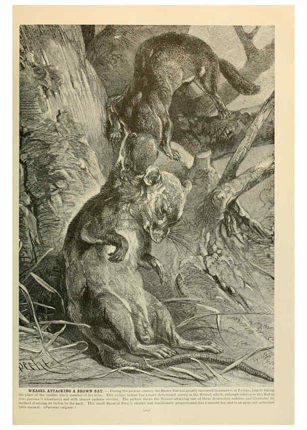 Reproducción/Reproduction 6220679626: Brehm's Life of animals : Volume 1, Mammalia Chicago :Marquis,1895