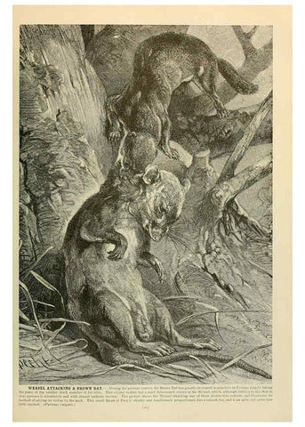 Reproducción/Reproduction 6220679626: Brehm's Life of animals : Volume 1, Mammalia Chicago :Marquis,1895