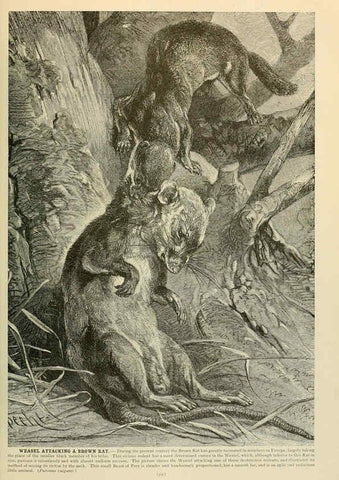 Reproducción/Reproduction 6220679626: Brehm's Life of animals : Volume 1, Mammalia Chicago :Marquis,1895