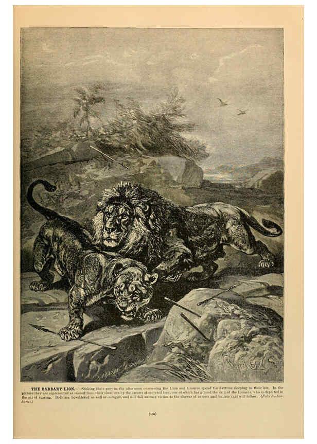 Reproducción/Reproduction 6220674494: Brehm's Life of animals : Volume 1, Mammalia Chicago :Marquis,1895