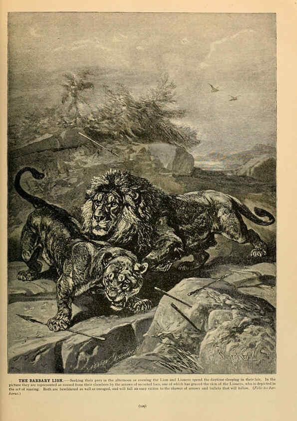 Reproducción/Reproduction 6220674494: Brehm's Life of animals : Volume 1, Mammalia Chicago :Marquis,1895