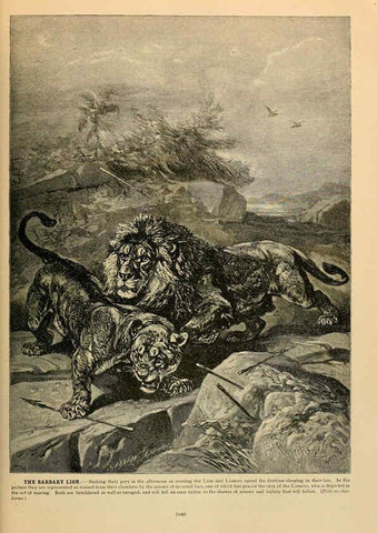 Reproducción/Reproduction 6220674494: Brehm's Life of animals : Volume 1, Mammalia Chicago :Marquis,1895