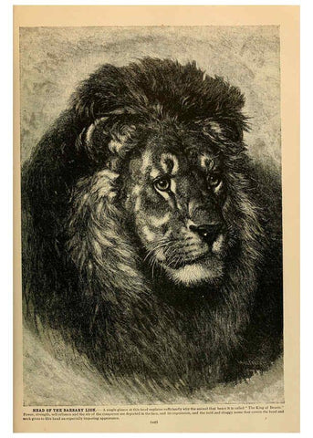 Reproducción/Reproduction 6220153185: Brehm's Life of animals : Volume 1, Mammalia Chicago :Marquis,1895