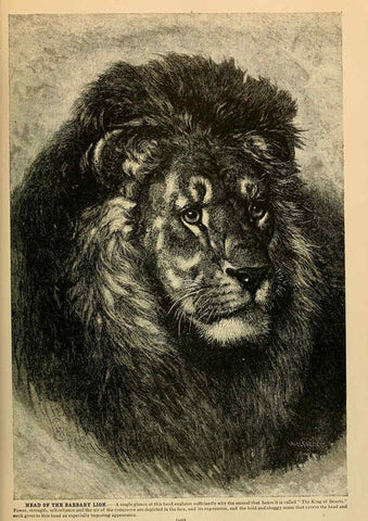 Reproducción/Reproduction 6220153185: Brehm's Life of animals : Volume 1, Mammalia Chicago :Marquis,1895