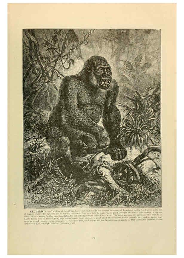 Reproducción/Reproduction 6220667902: Brehm's Life of animals : Volume 1, Mammalia Chicago :Marquis,1895