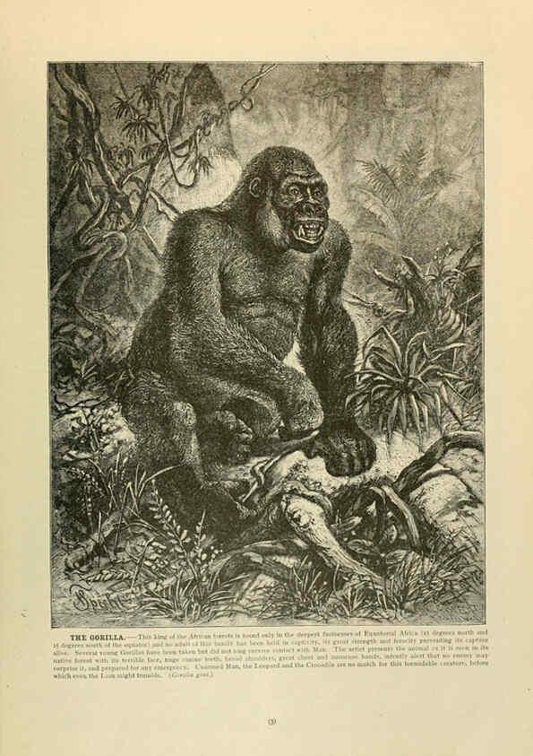 Reproducción/Reproduction 6220667902: Brehm's Life of animals : Volume 1, Mammalia Chicago :Marquis,1895