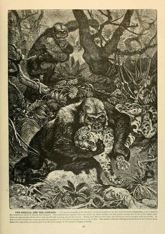 Reproducción/Reproduction 6220668232: Brehm's Life of animals : Volume 1, Mammalia Chicago :Marquis,1895