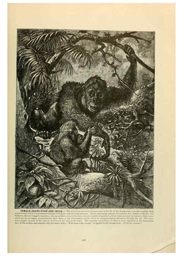 Reproducción/Reproduction 6220149015: Brehm's Life of animals : Volume 1, Mammalia Chicago :Marquis,1895