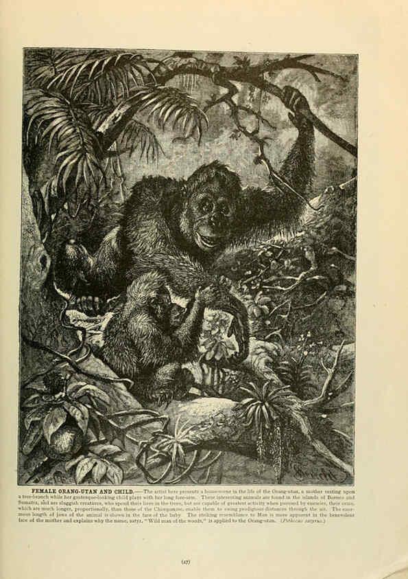 Reproducción/Reproduction 6220149015: Brehm's Life of animals : Volume 1, Mammalia Chicago :Marquis,1895