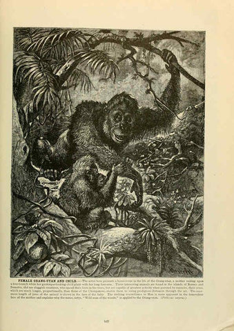 Reproducción/Reproduction 6220149015: Brehm's Life of animals : Volume 1, Mammalia Chicago :Marquis,1895