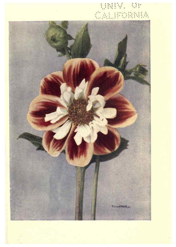 Reproducción/Reproduction 6220045853: Dahlias New York,Frederick A. Stokes[1912?] 