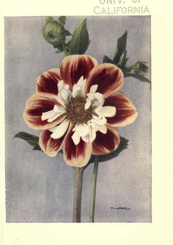 Reproducción/Reproduction 6220045853: Dahlias New York,Frederick A. Stokes[1912?] 
