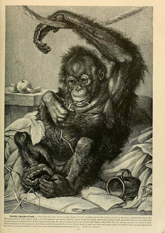 Reproducción/Reproduction 6220670446: Brehm's Life of animals : Volume 1, Mammalia Chicago :Marquis,1895