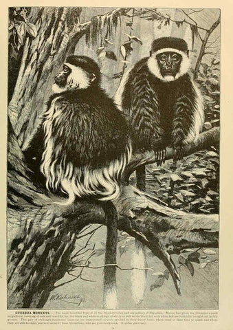 Reproducción/Reproduction 6220671414: Brehm's Life of animals : Volume 1, Mammalia Chicago :Marquis,1895
