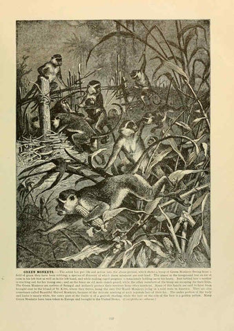 Reproducción/Reproduction 6220150855: Brehm's Life of animals : Volume 1, Mammalia Chicago :Marquis,1895