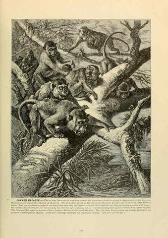 Reproducción/Reproduction 6220672232: Brehm's Life of animals : Volume 1, Mammalia Chicago :Marquis,1895