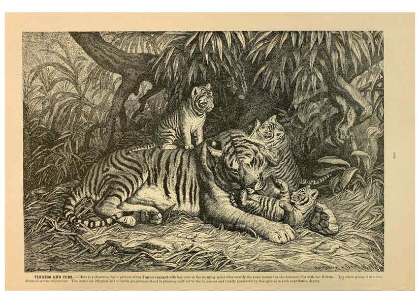 Reproducción/Reproduction 6220151597: Brehm's Life of animals : Volume 1, Mammalia Chicago :Marquis,1895