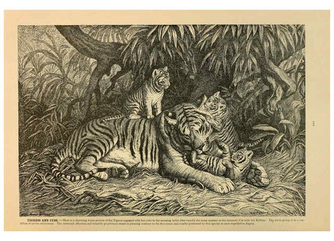 Reproducción/Reproduction 6220151597: Brehm's Life of animals : Volume 1, Mammalia Chicago :Marquis,1895