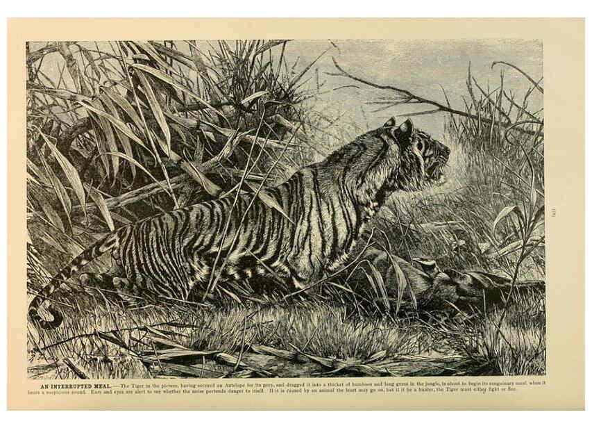 Reproducción/Reproduction 6220672892: Brehm's Life of animals : Volume 1, Mammalia Chicago :Marquis,1895