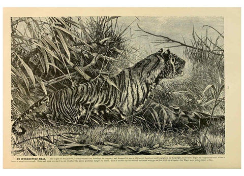 Reproducción/Reproduction 6220672892: Brehm's Life of animals : Volume 1, Mammalia Chicago :Marquis,1895