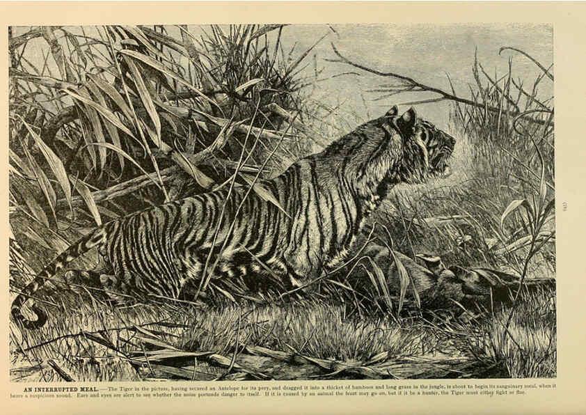 Reproducción/Reproduction 6220672892: Brehm's Life of animals : Volume 1, Mammalia Chicago :Marquis,1895